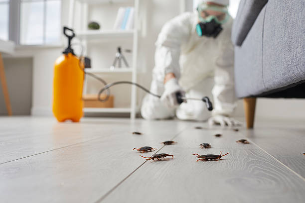 Affordable Termite Control solutions in Edmonton, KY